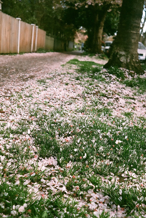 blossom, spring, sidewalk